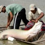 Especialistas se reúnem em Manaus para evento internacional de piscicultura na Amazônia_Portal Cultura Amazônica