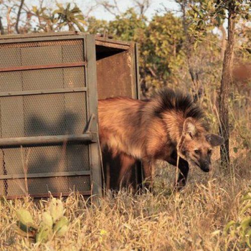 Escolhido para cédula de R$ 200, lobo-guará sofre ameaça de extinção