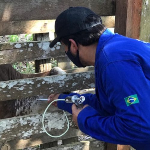 Pecuaristas têm até 31 de outubro para declarar vacinação contra febre aftosa