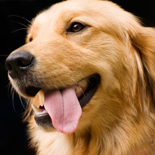 Lovely Golden Retriever stick its tongue out.