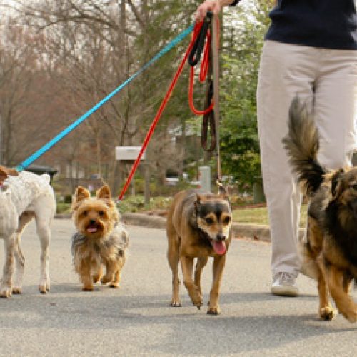 A primeira edição do Pet Expo Mix chega a Manaus