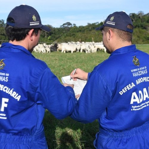 Prazo para pecuaristas notificarem vacinação contra febre aftosa termina sexta-feira (31/07)